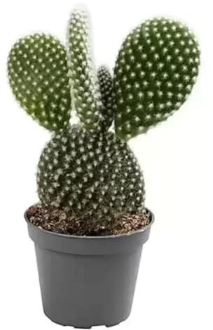 Cactus Opuntia Bunny Ears - Prickly pear ad Succulent Cacti in 10,5 cm Pot