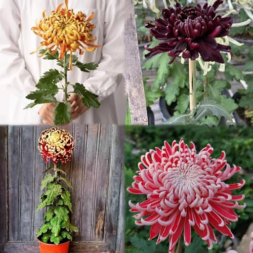 chrysanthemen - zimmerpflanze wiesenblumen bienen wiese balkonpflanzen winterhart sommerblumen garten blumendeko schmetterlingswiese balkonblumen - Seltene 850samen
