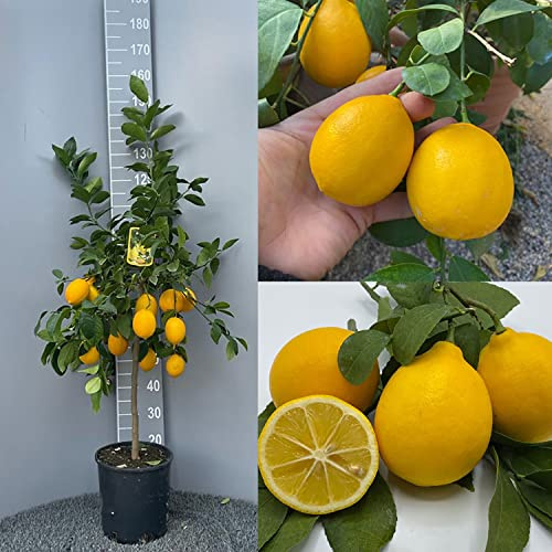 Citronnier SAVINI VIVAI, citronnier Meyer en pot de 24 cm hauteur 90-110 cm 3-4 ans de greffage, fabriqué en Italie