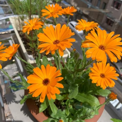 Semillas de caléndula, para jardineros de caléndula officinalis, invierno para balcones. de resistente 800pcs