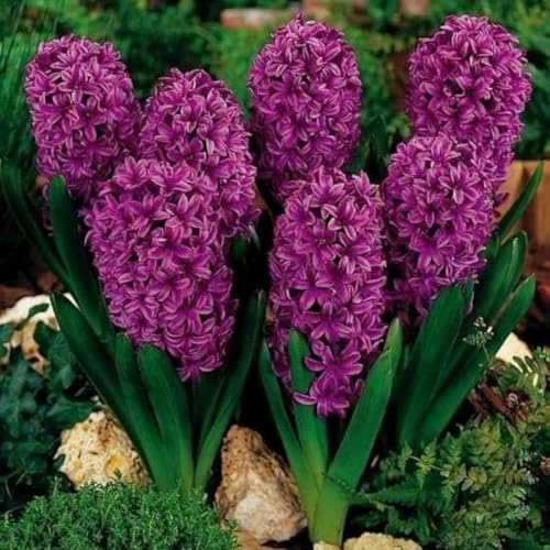 Tubérculos de Jacinto Resistentes- Jacinto Perenne- Fácil de Cultivar- Rizomas de Jardín Seleccionados- Prospera en Macetas-8 Rizomas-C