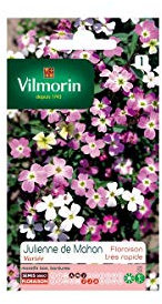 Vilmorin - Sachet graines Julienne de Mahon variée