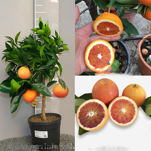SAVINI VIVAI oranger, agrume Tarocco Sanguinello Orange en pot de 20 cm hauteur 70 cm 2-3 ans de greffage, fabriqué en Italie