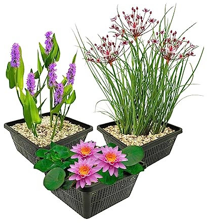 vdvelde.com - Wasserpflanzen Set Winterhart - 9 Teichpflanzen - Für Miniteiche und großer Gartenteiche - Seerose, Schwanenblume und Sumpfhyazinthe inklusive Teichkörbe - Van der Velde Wasserpflanzen