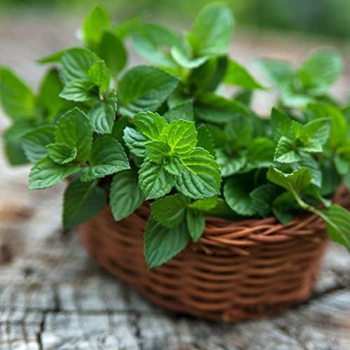 Herb Plants, Pick and Mix Varieties, Mint Plants, 6 x Full Plug Plant Pack, Garden Mint, Garden Ready and Ready to Plant, Premium Quality Herbs