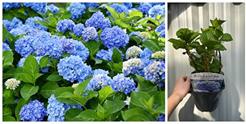 Blue Hydrangea macrophylla 'Blue Ball' | 2L | Mop Head Hydrangea