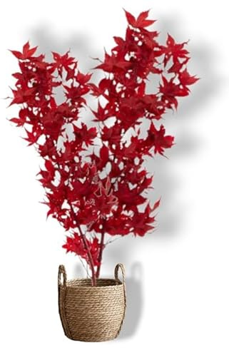 Générique Plante Stabilisée en Pot érable Rouge – Décoration Naturelle sans Entretien – Végétaux Stabilisés Durables – Plante d’Intérieur sans Arrosage, Tableau végétal stabilisé My Vegetal Homemade