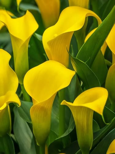 Calla Zwiebeln, Calla, Calla Plant Live Calla Winterhart Calla Pflanzen Calla Knollen Calla Rhizome Calla Plant Live Large Calla MehrjäHrig-8Zwiebeln-A
