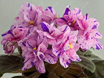 Potseed 100 Stück/Beutel Usambaraveilchen Samen, Blumensamen, Garten Blumen Violet Samen Staude Blumentopf für Hausgarten-18