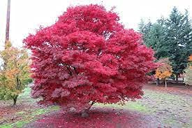 SVI 100 pezzi di semi di albero di acero giapponese rosso