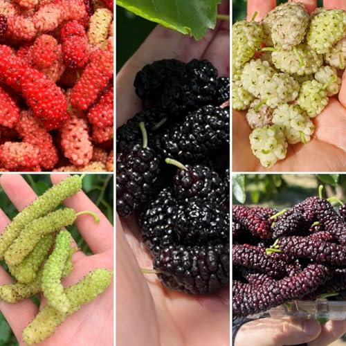 50 pcs Maulbeeren Samen - frisches obst topfpflanzen draußen winterhart maulbeeren Pflanze Kaufen - stauden winterhart mehrjährig säulenobst, deko garten garten pflanzen, zimmerpflanzen