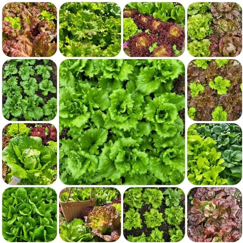 PflücksalatSamen, SalatSamen gemüsepflanzen seltene exotische 600pcs