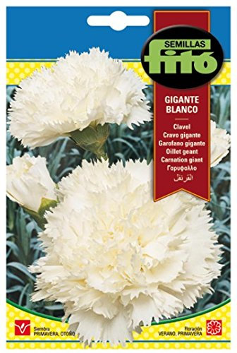 Semilla Clavel gigante blanco - Semillas Fitó