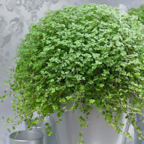 Plant Theory 15cm Mind Your Own Business Soleirolia Houseplant Indoor Foliage Plant 13cm Pot