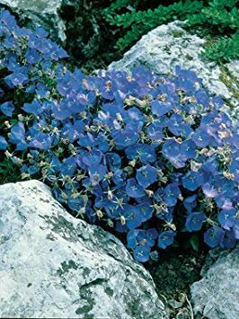 Campanula – Carpatica Blu-Clip – 25 Perenni Halbbodenabdeckung