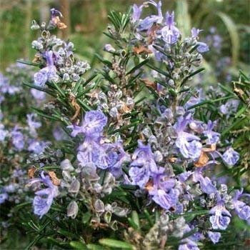 30 semi di rosmarino HR183 (Rosmarinus officinalis)