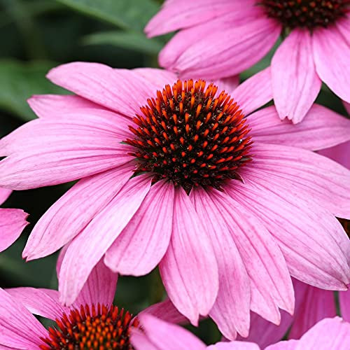 Echinacea Plants Plugs Coneflower ‘Nectar Pink’ Garden Plant Hardy Perennial Flowering Garden Plants Easy to Grow Your Own 12x Plug Plants by Thompson and Morgan (12)