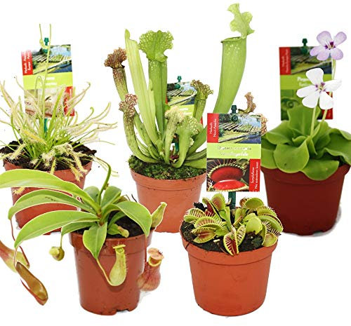 Pack de 5 Plantas Carnívoras en Maceta Pequeña Plantas Vivas