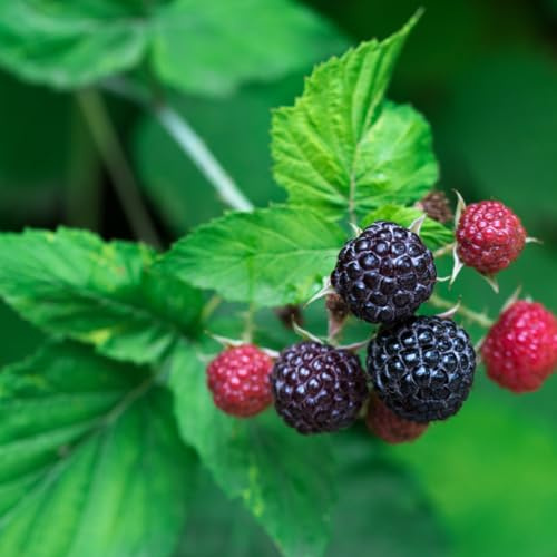 'Tahi' Black Raspberry Plant - Thornless Black Raspberry Plants - Live Plants (5)