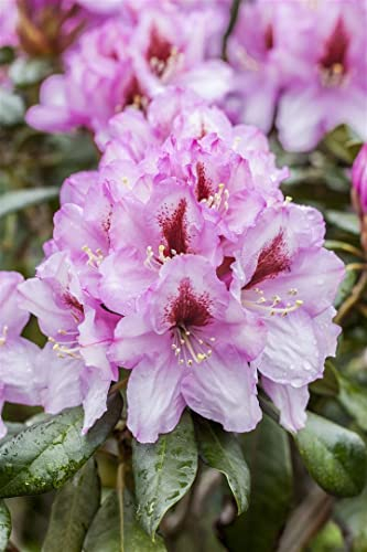Rhododendron Hybr. 'Diadem' 90-100 cm - Rhododendron, rosa Blüten, Blütezeit Mai-Juni, ideal für Halbschatten, immergrün, winterhart