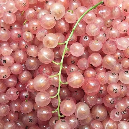 johannisbeeren pflanzen samen - zwergobstbäume winterharte kübelpflanzen johannisbeerstrauch stachelbeeren pflanzen frisches obst topfpflanzen draußen winterhart deko pflanzen balkon 15pcs