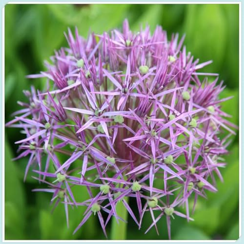 Allium Bulbi - Robusti, Freschi, Compatti, Naturali, Vitali-8 bulbi
