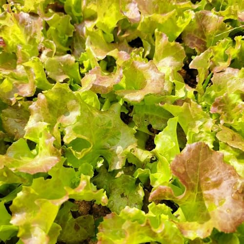 semillas de lechuga orgánica - jardín resistentes 300pcs