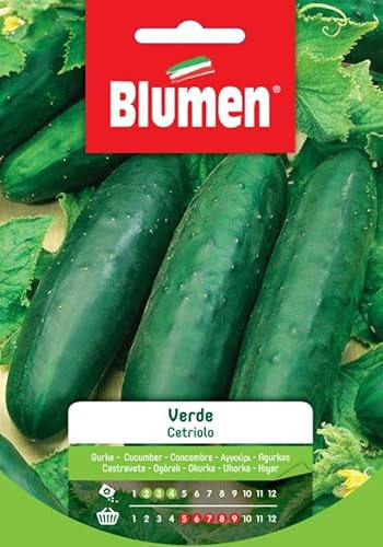 SEMI CETRIOLO VERDE BLUMEN