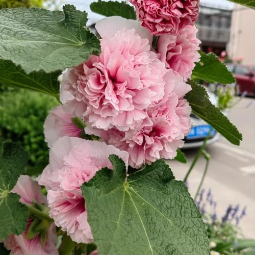 stockrosen samen winterhart mehrjährig - geschenke für gartenfreunde, samen alte sorten stockrosensamen stockrosen pflanzen kaufen samen, stockrose samen gartenblumen, zimmerpflanzen 300pcs