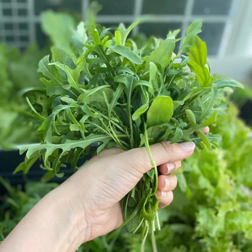 semi di rucola perenne resistente da giardino resistenti perenni di rucola di antichi, biologici aiuole rialzate per giardino 70pcs