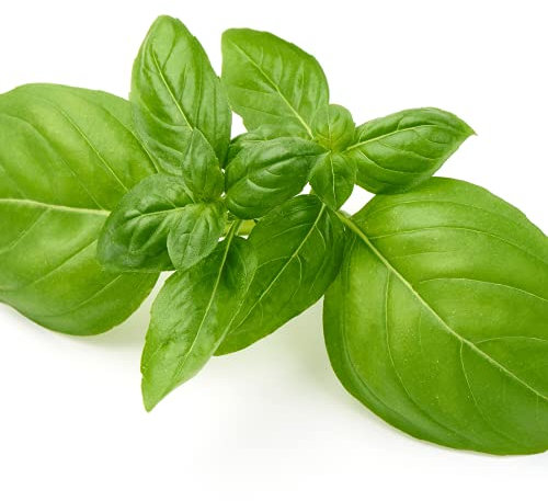 Basil Plants, 'Sweet Genovese', 1 x Full Plant in 9cm Pot, Herb Plants, Basil, Garden Ready and Ready to Plant, Premium Quality Herbs