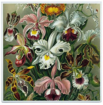 Fabulous Carreau Céramique Décoratif 20 x 20 cm - Planche Orchide Fleures Botanique Gravure Ancienne Dessin