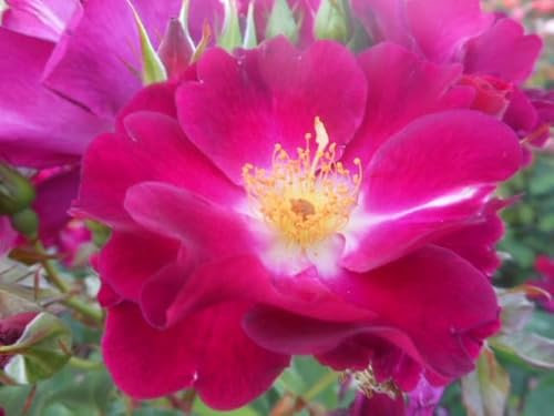 ‘Night Owl’ – Purple Floribunda Rose – 4L Potted