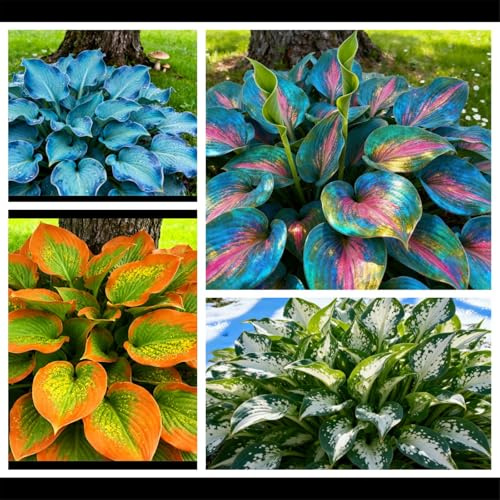 6xPCS Hosta tolerante a la sombra a granel/Paisajismo para rincones de jardín/Perenne tolerante a la sombra y al frío/Hosta de hojas grandes/Invernada en exterior-6 rizoma