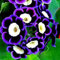100 Piezas Semillas De Petunia Mysterious Mixed Purple Color Raro Semillas De Petunia Decoración Del Jardín Del Hogar Adecuado Para Principiantes A Plantar