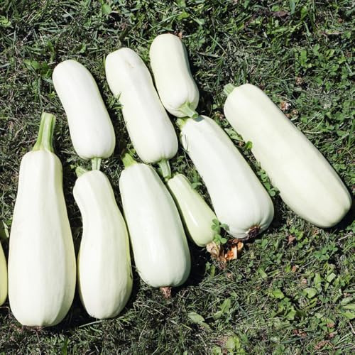 zucchinisamen - gemüsesamen indoor gewächshaus balkon gemüsebeet bio gemüsesaat alte gemüsesorten pflanzensamen exotische zimmerpflanzen steingartenpflanzen gartendeko für draußen 15pcs