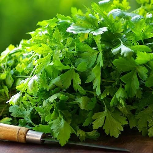 Carbeth Plants - Parsley Herb Plants - 3 x 9cm Pots