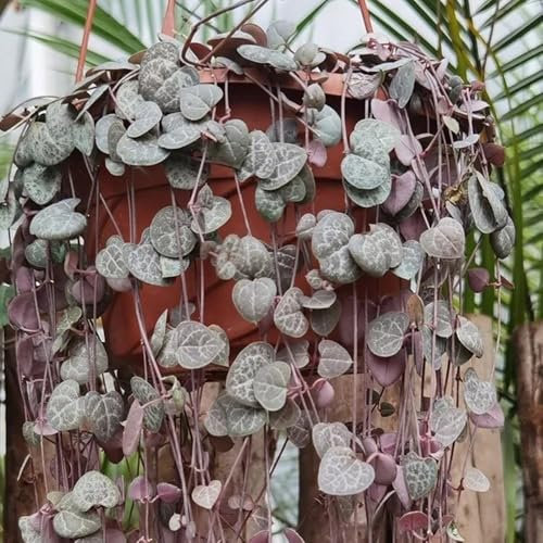 leuchterblume kaufen samen - winterharte kübelpflanzen, flower seeds Ceropegia woodii pflanzensamen, blumenbeet plants, pflanzen für garten wildblumensamen, blumen pflanzen samen 200pcs
