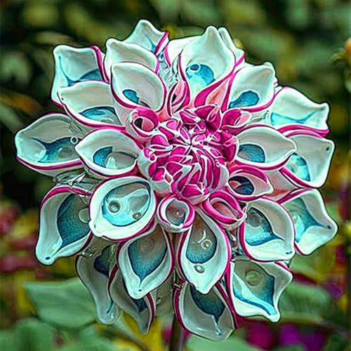 Dahlia Bulbs Mix for Planting Now UK,Hardy Perennial,Strong Plants That Grow Well,Dahlia Tubers Bulk,Flowering Rhizome,Gift Ready,Iridescent,Wedding Flowers,Cut Flowers.-2bulbs-H