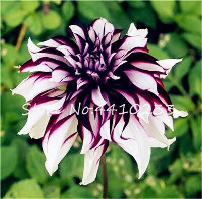 Fresh 60pcs Dahlia Flower SEEDS for Planting White Purple 1 : Seeds Only