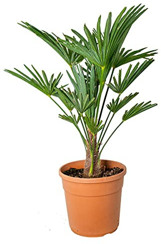 Bloomique - Trachycarpus Wagnerianus - Palmier éventail - Palmier rustique - Plantes de jardin - Hauteur 60-80 cm - Pot 21 cm