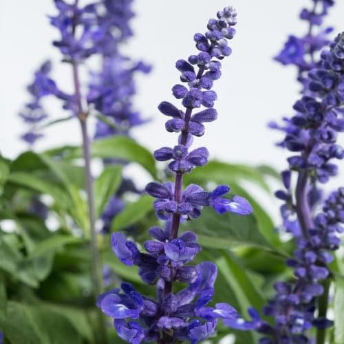 Plant World Seeds - Salvia Farinacea Deep Blue Seeds (Annual/Perennial Flower Seeds)