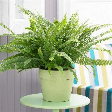 Boston Fern Plant in a 9cm Pot - Perfect Indoor Plant for Beginners - Nephrolepis exaltata (2 Plants)
