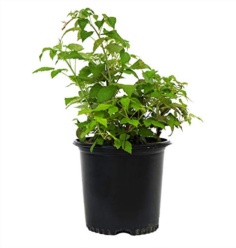 Green Promise Farms Rubus 'Jewel Edible-Shrub, 2-Size Container, Black Raspberry