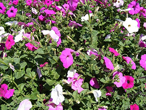 Flowers Petunia Flower Fucsia Solanaceae Plants-20 Inch by 30 Inch Laminated Poster with Bright Colors and Vivid Imagery-Fits Perfectly in Many Attractive Frames