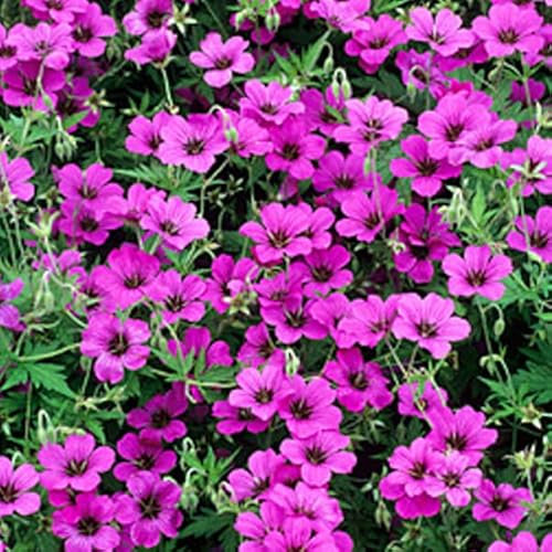 6 x Géranium vivace 'Patricia' - Geranium 'Patricia' - Godet 9x9cm - Fleurs pourpres, floraison abondante, massifs