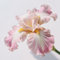4Pcs Bulbos de flores exterior iris - Bulbos de iris germanica - La plantación es simple-Q