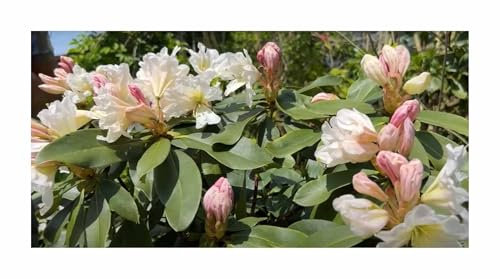 Pcs - 5x Rhododendron Griffithianum Rosenbaum Blanc Arbuste Plantes - Graines ID49 - Seeds & Plants Shop by Ipsa