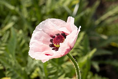 Papaver orientale 'Royal Wedding' ca. 11x11 cm Topf - Orientalischer Mohn, weiße Blüten mit schwarzem Zentrum, Blütezeit Mai-Juni, ideal für Rabatten, pflegeleicht
