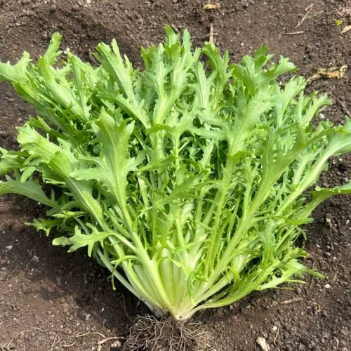 indivie da orto aromatiche da giardino semi di indivia semi di per aiuole rialzate rampicanti esotiche resistenti per giardini rocciosi sostenibili 100semi